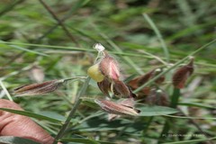 Crotalaria calycina
